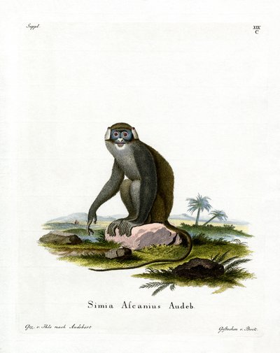 Singe à queue rouge - German School