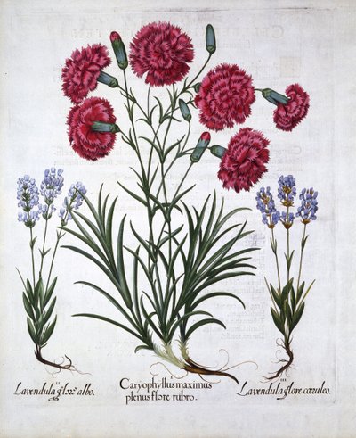 Red Carnation et Lavender, de Hortus Eystettensis, par Basil Besler, pub. 1613 - German School