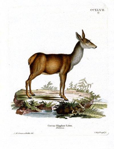 Cerf rouge - German School