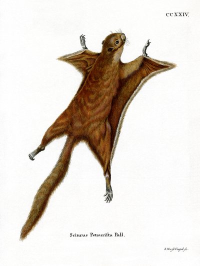 Écureuil volant géant rouge - German School