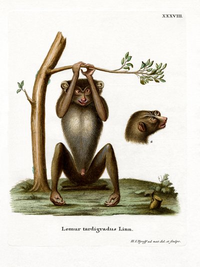 Loris mince rouge - German School