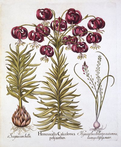 Scarlet Turks Cap Lily et Scilla Autumnalis, de Hortus Eystettensis, par Basil Besler, pub. 1613 - German School