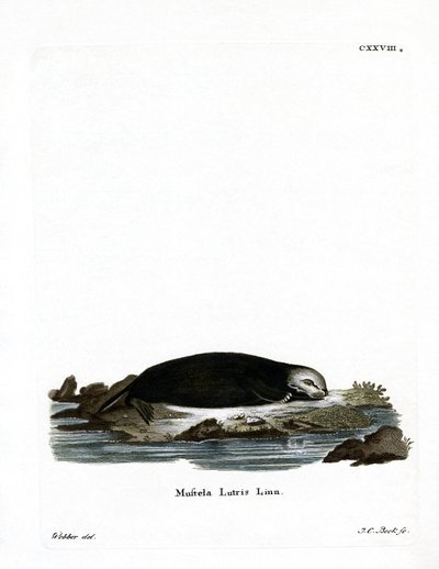Loutre de mer - German School