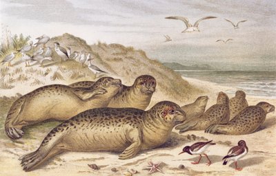 Phoque, planche de Brehms Tierleben: Allgemeine Kunde des Tierreichs, vol.2, p.309, publié par Bibliographisches Institut, 1890 - German School