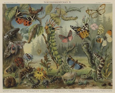 Mécanismes de défense chez les insectes - German School