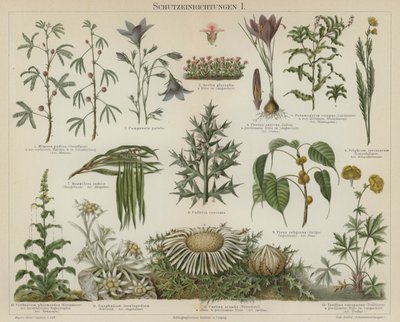 Réponses auto-protectrices chez les plantes - German School