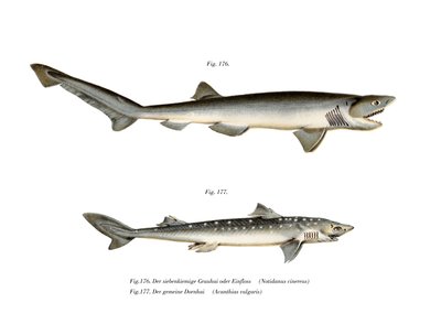 Requin à sept branchies pointu - German School