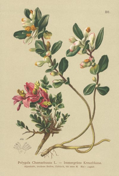 Polygale faux-buis (Polygala Chamaebuxus) - German School