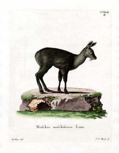 Cerf porte-musc de Sibérie - German School