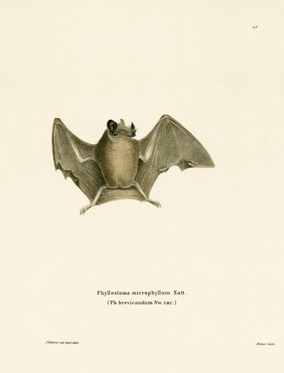 Chauve-souris à queue courte soyeuse - German School