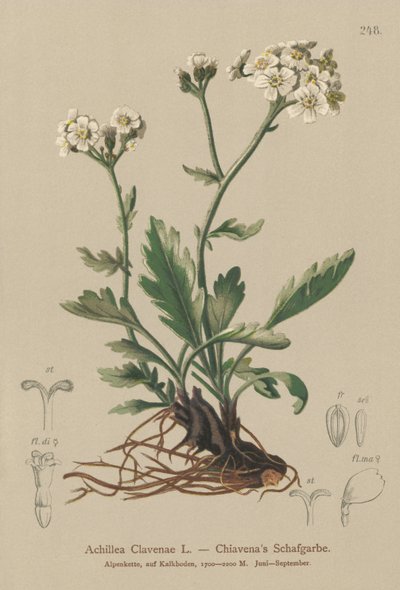 Achillée argentée (Achillea clavenae) - German School