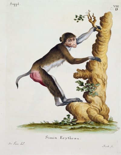 Simia erythraea, de Mammifères illustrés de la nature avec descriptions, par Johann Christian Daniel von Schreber, gravure par IC Bock d
