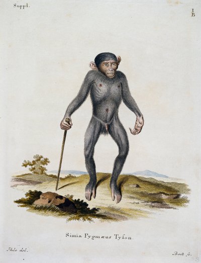 Simia pygmaeus, de Mammals illustrated from Nature with descriptions, par Johann Christian Daniel von Schreber (1739-1810), gravure par IC Bock, Allemagne - German School