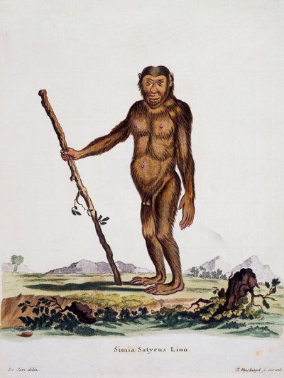 Simia satyrus, de Mammals illustrated from Nature with descriptions, par Johann Christian Daniel von Schreber (1739-1810), gravure par I Nusbiegel d