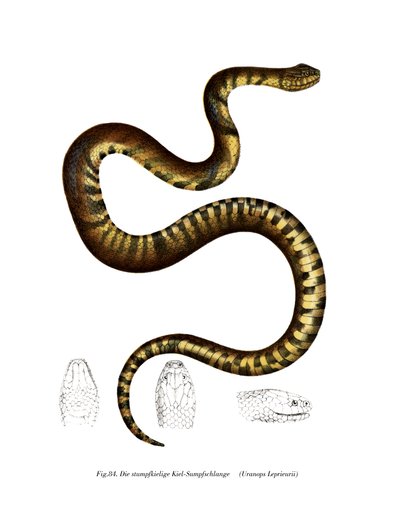 Serpent - German School