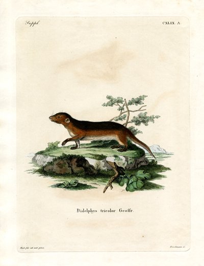 Opossum à flancs rouges du Sud - German School