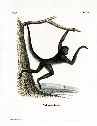 Singe-araignée - German School