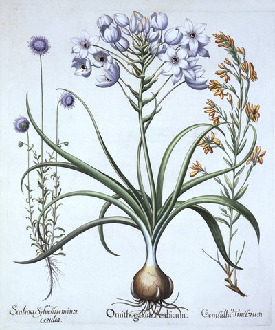 Étoile de Bethléem, avec fleur bleue de mouton et genêt des teinturiers, de Hortus Eystettensis, par Basil Besler (1561-1629), pub. 1613 - German School