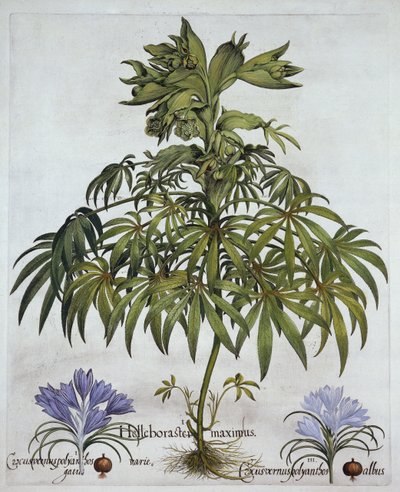 Hellébore fétide et deux types de crocus, de Hortus Eystettensis, par Basil Besler (1561-1629), pub. 1613 - German School