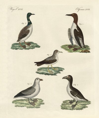 Oiseaux étranges - German School