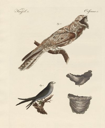 Oiseaux étranges - German School