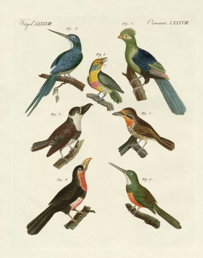 Oiseaux grimpeurs étranges - German School