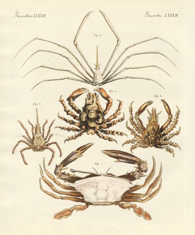 Étranges crabes (gravure en couleur) - German School