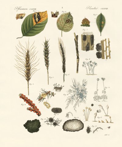 Champignons poussiéreux et filamenteux étranges - German School