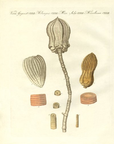 Fossilisations étranges - German School