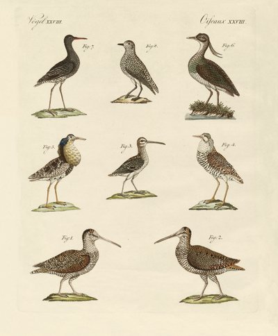 Oiseaux de marais étranges - German School