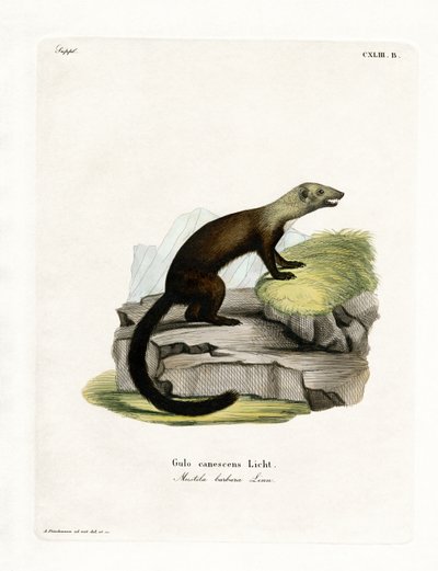 Tayra - German School