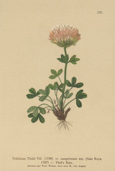 Trèfle de Thal (Trifolium Thalii) - German School
