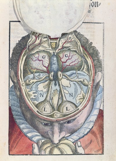 Le Cerveau, de Ophthalmodouleia par Georg Bartisch publié à Dresde en 1583 (gravure sur bois en couleur) - German School