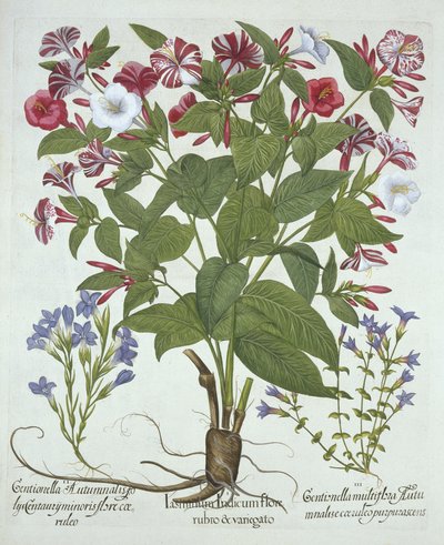 La merveille du Pérou et deux variétés de gentiane, de Hortus Eystettensis, par Basil Besler (1561-1629), pub. 1613 - German School