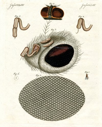 La tête d