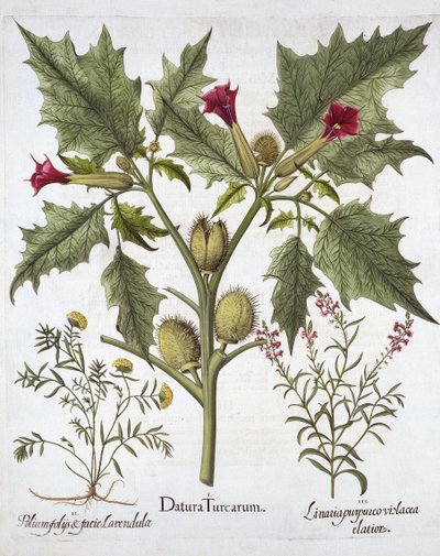 Thorn Apple, Germander et Purple Toadflax, de Hortus Eystettensis, par Basil Besler, pub. 1613 - German School
