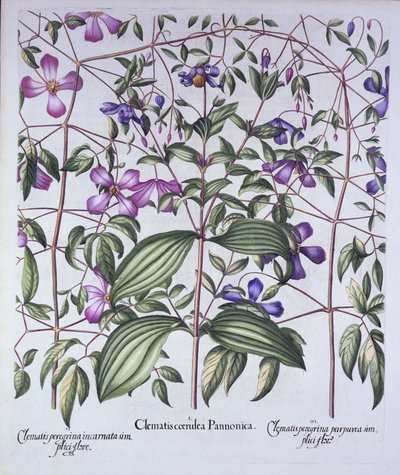 Trois types de clématites, de Hortus Eystettensis, par Basil Besler (1561-1629), pub. 1613 - German School