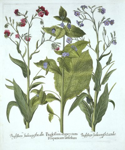 Trois variétés de bugloss, de Hortus Eystettensis, par Basil Besler (1561-1629), pub. 1613 - German School