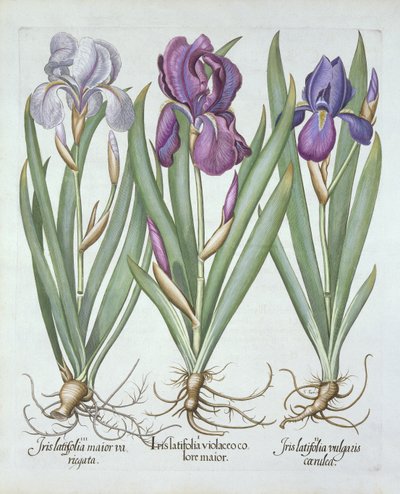 Trois variétés d