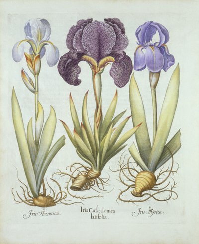 Trois variétés d