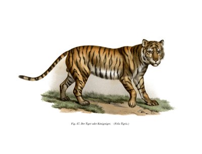 Tigre, 1860 - German School