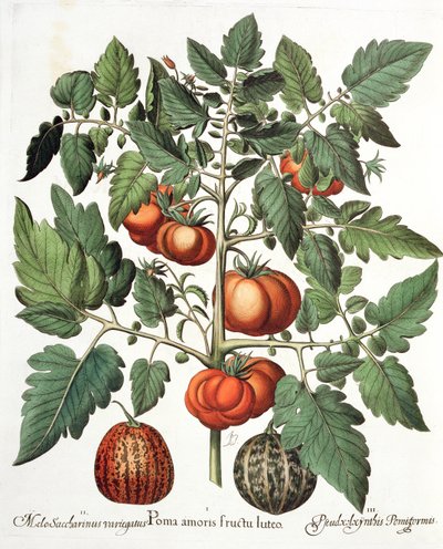 Tomates et melons, du Hortus Eystettensis par Basil Besler - German School