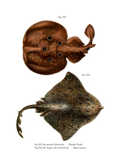 Poisson torpille - German School