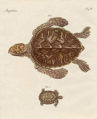 Tortues - German School