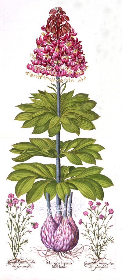 Turks Cap Lily et Dianthus, de Hortus Eystettensis, par Basil Besler, pub. 1613 - German School