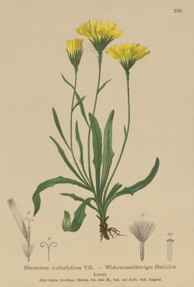 Tolpis à feuilles de statice - German School