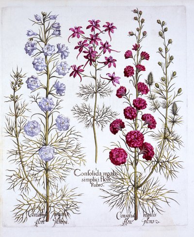 Varieties of Larkspur, de Hortus Eystettensis, par Basil Besler, pub. 1613 - German School