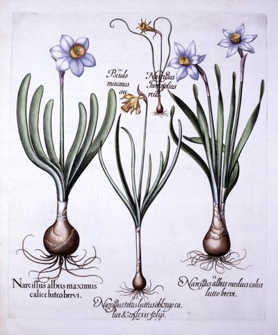 Divers narcisses, de Hortus Eystettensis, par Basil Besler, pub. 1613 - German School