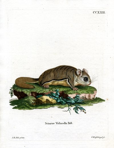 Écureuil volant de Virginie - German School