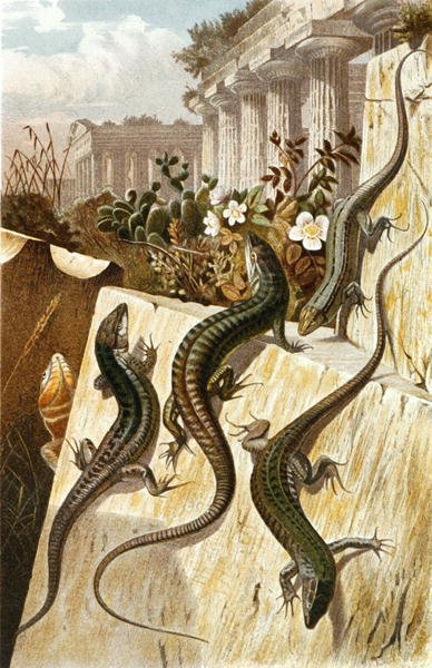 Lézard des murs, planche de "Brehms Tierleben: Allgemeine Kunde des Tierreichs", vol.7, p.151, publié par Bibliographisches Institut - German School